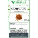 Campeggio legno taglio tisana