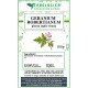Geranium robertianum pianta taglio tisana Geranium robertianum pianta taglio tisana