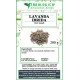 Lavanda ibrida fiori mondi Lavanda ibrida fiori mondi
