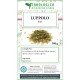 Luppolo fiori tisana Luppolo fiori tisana