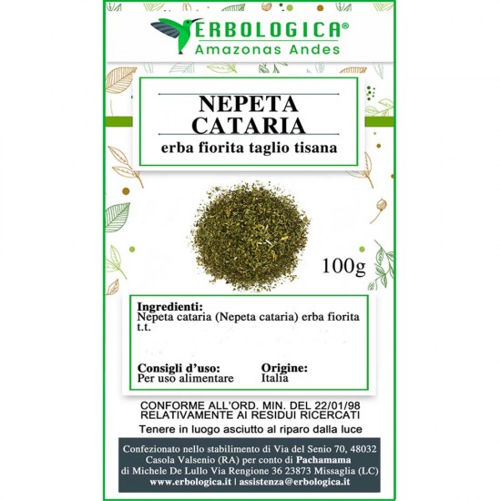 Nepeta Cataria taglio tisana