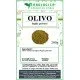 Olivo foglie in polvere Olivo foglie in polvere