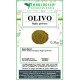 Olivo foglie in polvere Olivo foglie in polvere
