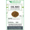 Olmo corteccia