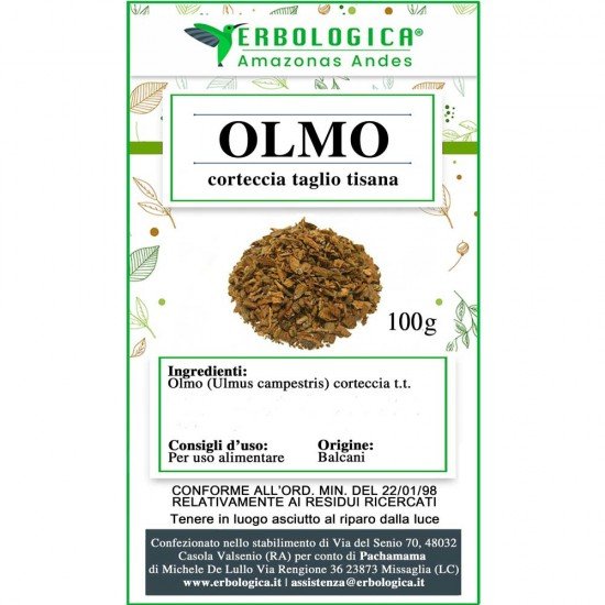 Olmo corteccia Olmo corteccia