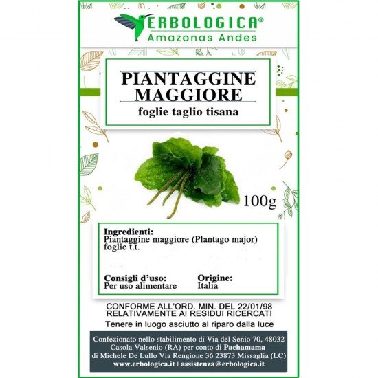 Plantain Major leaves cut herbal tea