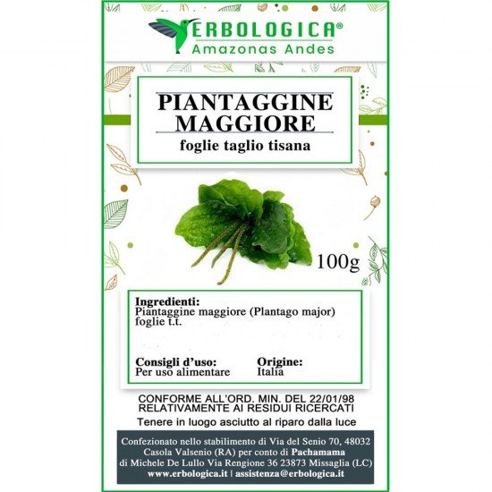 Piantaggine Maggiore foglie taglio tisana