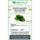 Plantain Greater herbal tea cut