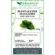 Piantaggine Maggiore foglie taglio tisana Piantaggine Maggiore foglie taglio tisana