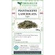 Piantaggine lanceolata tisana 500 grammi Piantaggine lanceolata tisana 500 grammi
