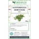 Savory herbal tea cut Savory herbal tea cut