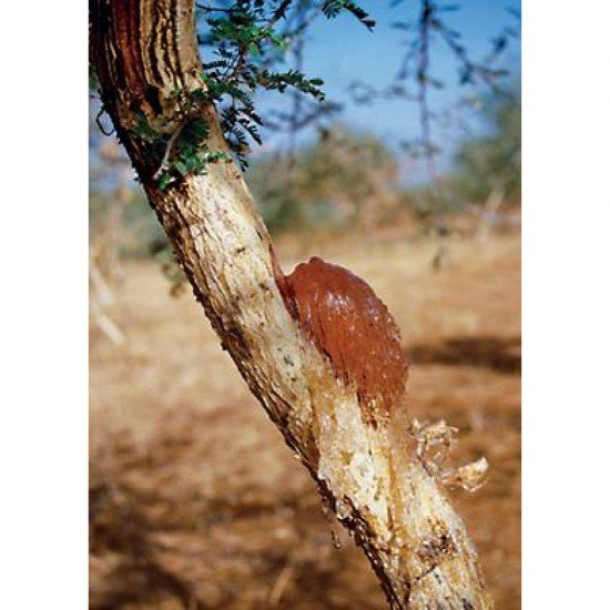 Gomma arabica in polvere 500 grammi Gomma arabica in polvere 500 grammi