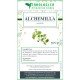 Alchemilla tisana Alchemilla tisana