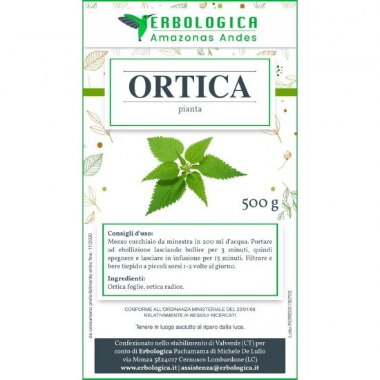Nettle herbal tea plant