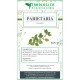 Parietary herbal tea plant Parietary herbal tea plant
