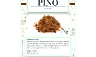 Erba del mese: gemme di pino benefici
