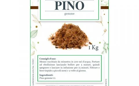 Erba del mese: gemme di pino benefici Erba del mese: gemme di pino benefici